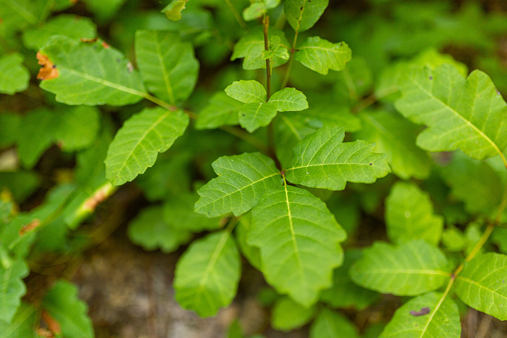 Close up of poison oak leaves.